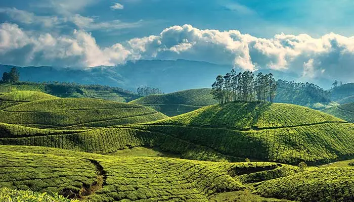 What Lies Beyond the Backwaters of Kerala? Embrace the Magic of the Hills!
